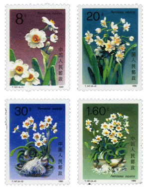 水仙花2.gif